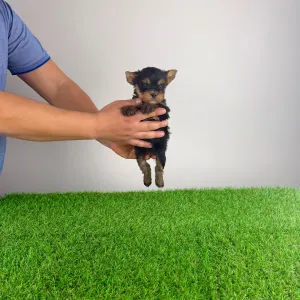 Yorkshire Terrier - Korso 