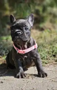 Bouledogue français - Mendy 