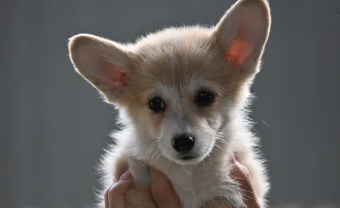 Welsh Corgi Pembroke - Szavíra