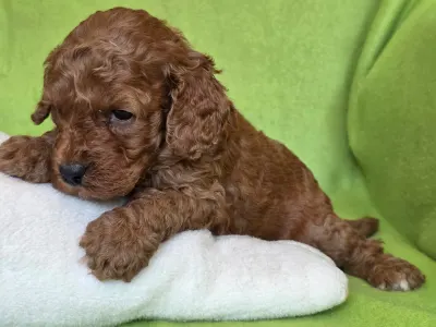 Cavapoo - Curlyjack
