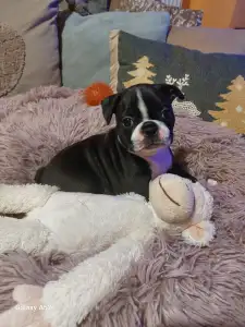 Boston Terrier - Csillag ( Vixen )