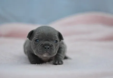 Bulldog francez - Milady