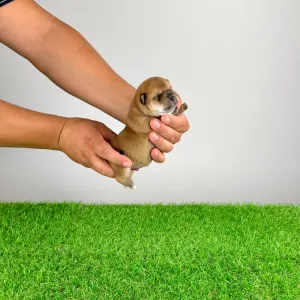 Shiba inu - Yamato