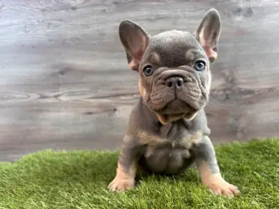 Französische Bulldogge - Kira