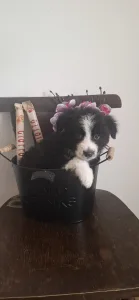 Border Collie - Edvárd