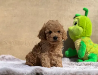 Cavapoo - Nóra
