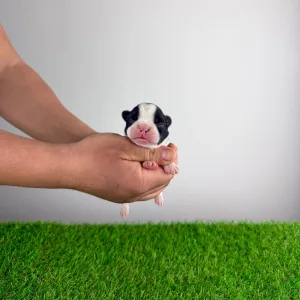 Boston terier - Gambolo