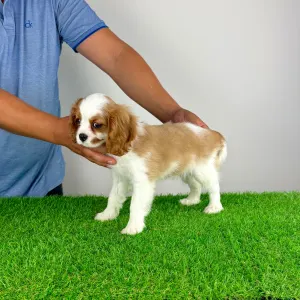 Cavalier King Charles spániel - Olympia