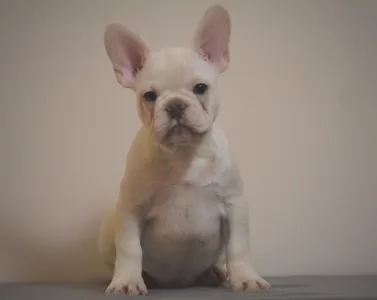 Francia bulldog - Róma