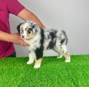 Australian Shepherd - Tamy