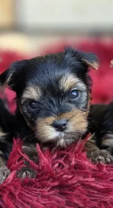 Yorkshire Terrier - Happy Hour
