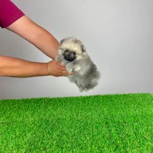 Pomeranian - Chippy