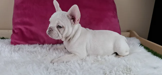 Francia bulldog - Myra
