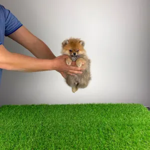 Pomeranian - Nilo