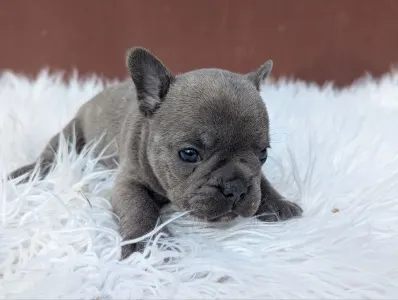 French Bulldog - Richie