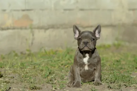 Bulldog francese - Madeleine 