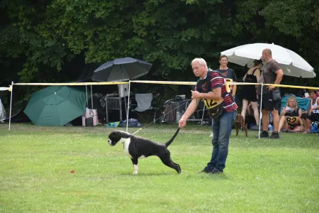 Dachshund - Sósrét-Menti