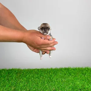 Чихуахуа - Esta