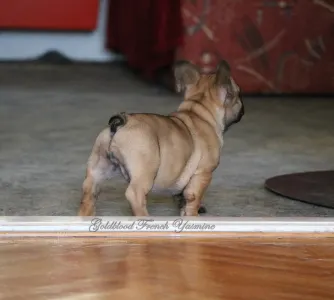 French Bulldog - Yasmine 