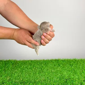 Чихуахуа - Elton