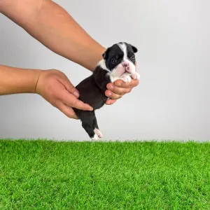 Boston terier - Flower 