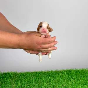Cavalier King Charles Spaniel - Kyrill