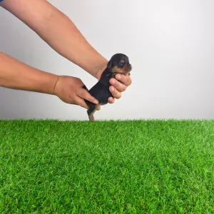 Yorkshire Terrier - Henny