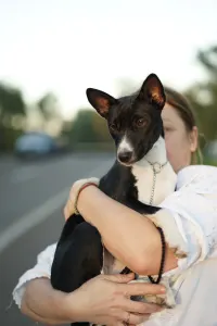 Basenji - Lucky Alien Lightnes Butterfly