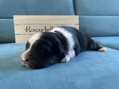 Australian Shepherd - Honour For The Brave....