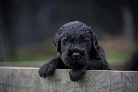 Orosz fekete terrier - Hills Diamonds