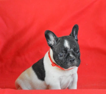Francia bulldog - Christmas Dragons Daenerys