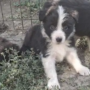 Border Collie - Dazzling Borders Believe In Wonders