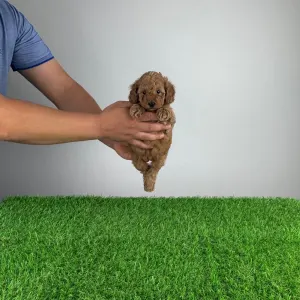 Caniche Nain - Gloria 
