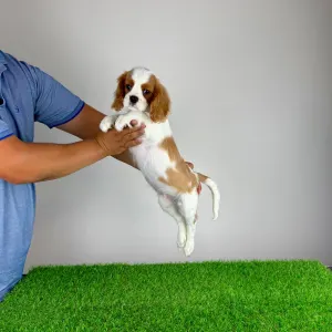 Cavalier King Charles Spaniel - Patriot