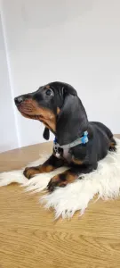 Dachshund - Ares The Shadow