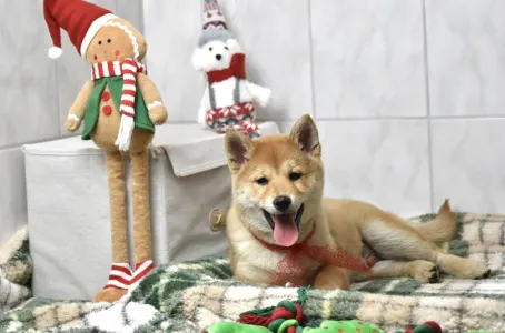 Shiba - Bravados Benji