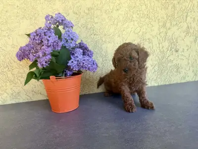 Trpasličí pudl - Hédi