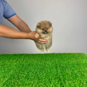 German Pomeranian Spitz - Dally