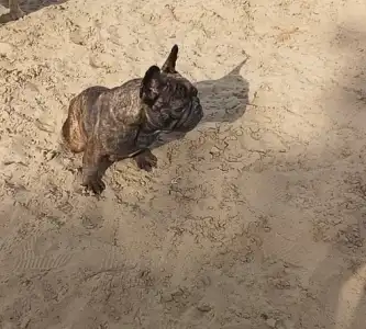Bulldog francez - Ballószögi Barka Jessay