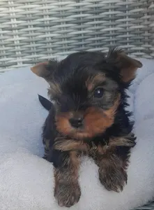 Yorkshire Terrier - Shazam