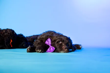 Portugál vízikutya - Bohemian Rhapsody Stella Maris