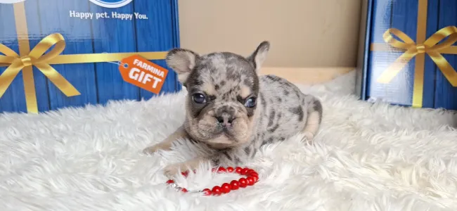 French Bulldog - Zyva