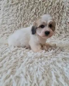 Coton de Tuléar - Tony