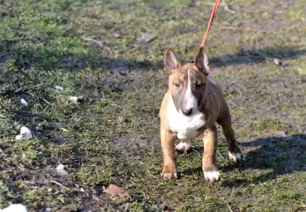 Miniature Bullterrier - Jake