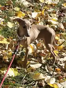 Italienisches Windspiel - Vedetta