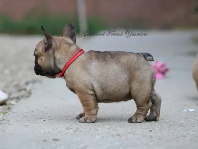 Francia bulldog - Yasmine 