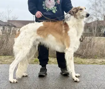 Barsoi - Carskiy Favorit Vyigrysh