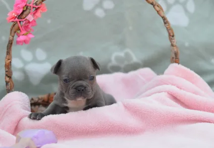 Французский бульдог - Milady