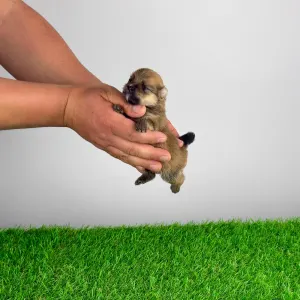 German Pomeranian Spitz - Comet