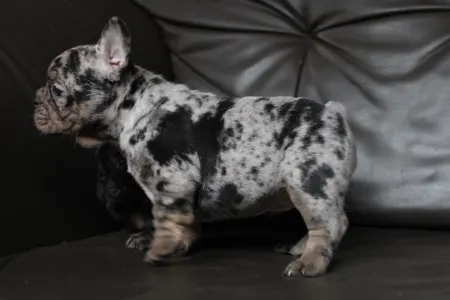 Francia bulldog - Willow 